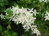 Clematis mandshurica, Non-Vining Clematis - Brushwood Nursery, Clematis Specialists
