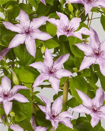 Clematis Manon, Large Flowered Clematis - Brushwood Nursery, Clematis Specialists