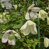 Clematis Maria Cornelia, Small Flowered Clematis - Brushwood Nursery, Clematis Specialists