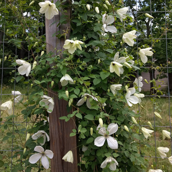 Clematis Maria Cornelia, Small Flowered Clematis - Brushwood Nursery, Clematis Specialists