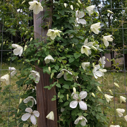 Clematis Maria Cornelia, Small Flowered Clematis - Brushwood Nursery, Clematis Specialists