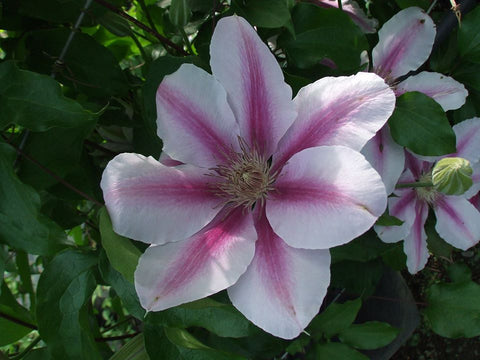 Clematis Maria Therese, Large Flowered Clematis - Brushwood Nursery, Clematis Specialists