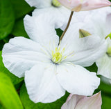 Clematis Marie Boisselot, Large Flowered Clematis - Brushwood Nursery, Clematis Specialists