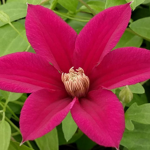 Clematis Marta, Large Flowered Clematis - Brushwood Nursery, Clematis Specialists