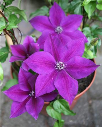 Clematis Masa, Large Flowered Clematis - Brushwood Nursery, Clematis Specialists