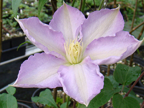 Clematis Miguel Viso, Large Flowered Clematis - Brushwood Nursery, Clematis Specialists