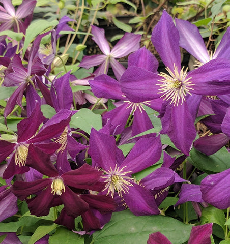 Clematis Mikelite, Large Flowered Clematis - Brushwood Nursery, Clematis Specialists