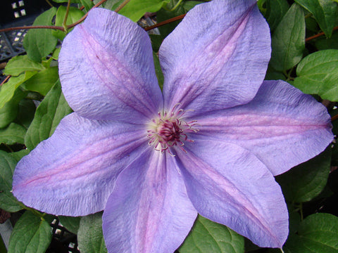 Clematis Minister, Large Flowered Clematis - Brushwood Nursery, Clematis Specialists