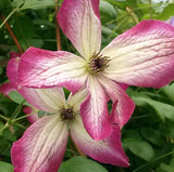 Clematis Minuet, Small Flowered Clematis - Brushwood Nursery, Clematis Specialists