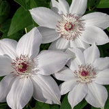 Clematis Miss Bateman, Large Flowered Clematis - Brushwood Nursery, Clematis Specialists