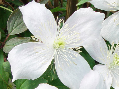 Clematis montana Grandiflora, Small Flowered Clematis - Brushwood Nursery, Clematis Specialists