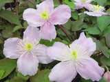 Clematis montana Mayleen, Small Flowered Clematis - Brushwood Nursery, Clematis Specialists