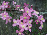 Clematis montana Tetrarose, Small Flowered Clematis - Brushwood Nursery, Clematis Specialists