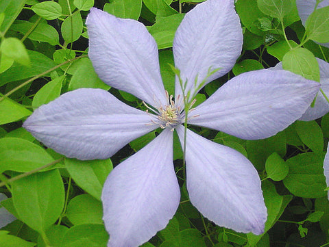 Clematis Mrs Cholmondeley, Large Flowered Clematis - Brushwood Nursery, Clematis Specialists
