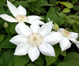 Clematis Mrs George Jackman, Large Flowered Clematis - Brushwood Nursery, Clematis Specialists