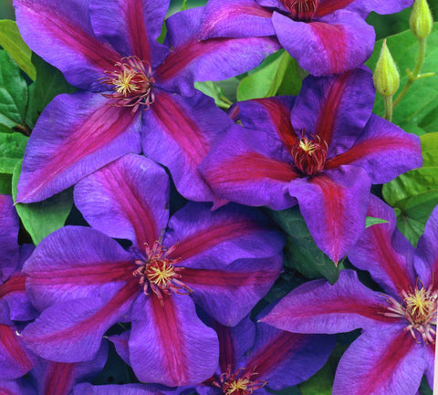 Clematis Mrs N Thompson, Large Flowered Clematis - Brushwood Nursery, Clematis Specialists