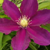 Clematis Mrs Yuki, Large Flowered Clematis - Brushwood Nursery, Clematis Specialists