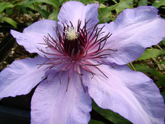 Clematis Natascha, Large Flowered Clematis - Brushwood Nursery, Clematis Specialists