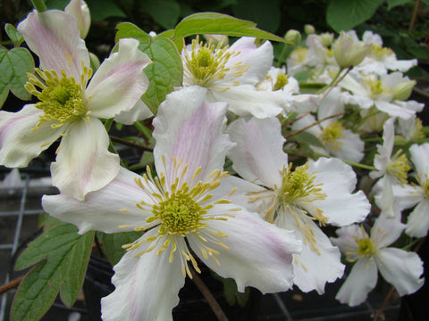 Clematis montana Natalie Cottrell, Small Flowered Clematis - Brushwood Nursery, Clematis Specialists