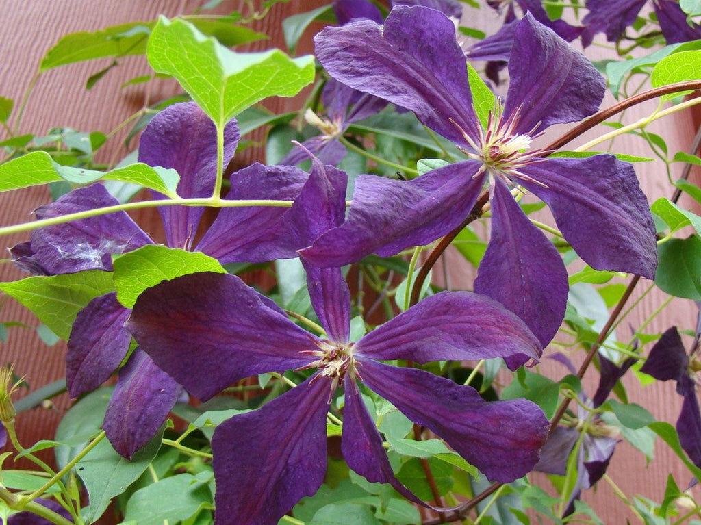 Clematis Romantika Clematis flower, Clematis, Dark purple flowers