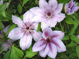 Clematis Nelly Moser, Large Flowered Clematis - Brushwood Nursery, Clematis Specialists