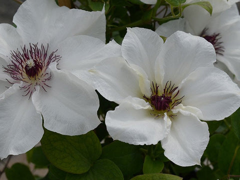 Clematis Ninon, Large Flowered Clematis - Brushwood Nursery, Clematis Specialists