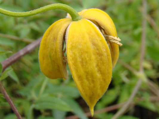 Clematis Orange Peel, Small Flowered Clematis - Brushwood Nursery, Clematis Specialists