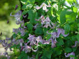 Clematis Pagoda, Small Flowered Clematis - Brushwood Nursery, Clematis Specialists