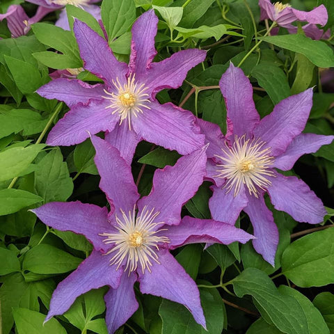 Clematis Palette, Large Flowered Clematis - Brushwood Nursery, Clematis Specialists