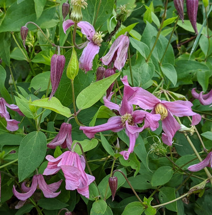 Clematis Pangbourne Pink