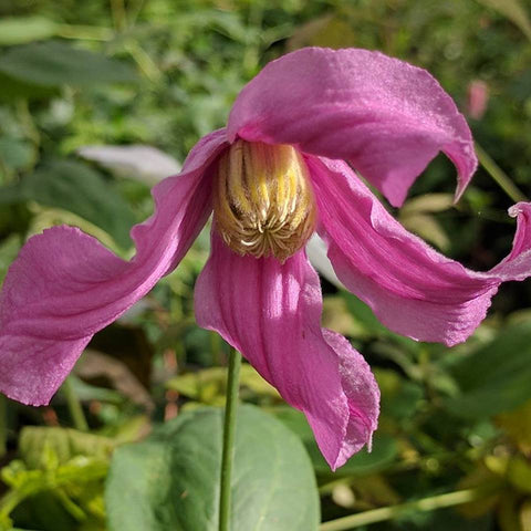 Clematis Pangbourne Pink, Non-Vining Clematis - Brushwood Nursery, Clematis Specialists