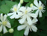 Clematis Paul Farges, Small Flowered Clematis - Brushwood Nursery, Clematis Specialists