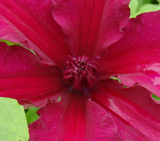 Clematis Perida, Large Flowered Clematis - Brushwood Nursery, Clematis Specialists