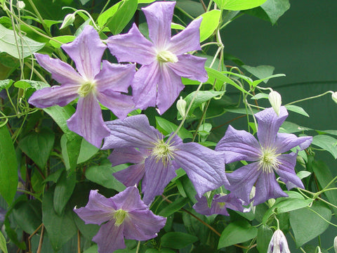 Clematis Perle d'Azur, Large Flowered Clematis - Brushwood Nursery, Clematis Specialists