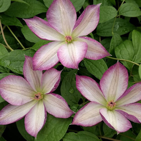 Clematis Pernille, Small Flowered Clematis - Brushwood Nursery, Clematis Specialists