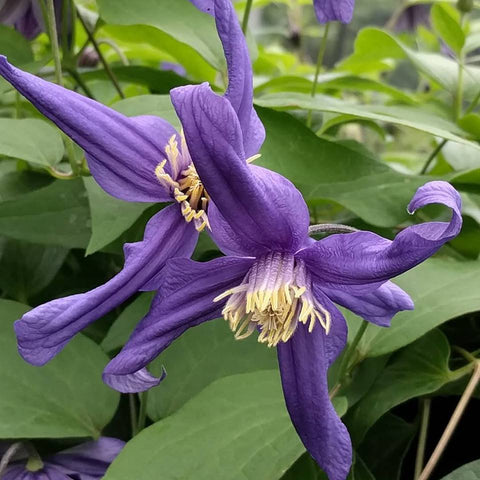 Clematis Petit Faucon, Non-Vining Clematis - Brushwood Nursery, Clematis Specialists
