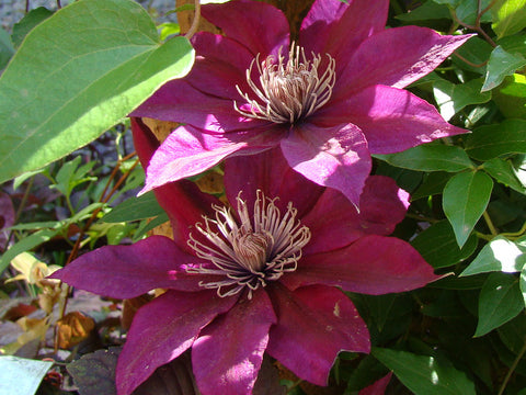 Clematis Picardy, Large Flowered Clematis - Brushwood Nursery, Clematis Specialists