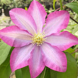 Clematis Pink Champagne, Large Flowered Clematis - Brushwood Nursery, Clematis Specialists