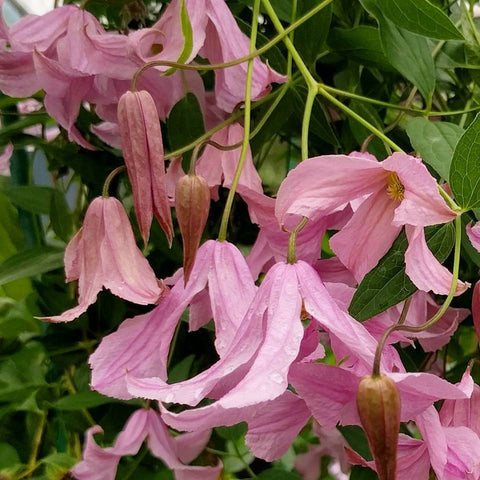 Clematis Pink Delight, Small Flowered Clematis - Brushwood Nursery, Clematis Specialists