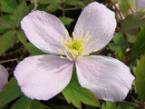 Clematis montana Pink Perfection, Small Flowered Clematis - Brushwood Nursery, Clematis Specialists