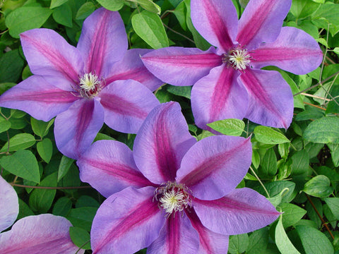 Clematis Pohjanael, Large Flowered Clematis - Brushwood Nursery, Clematis Specialists