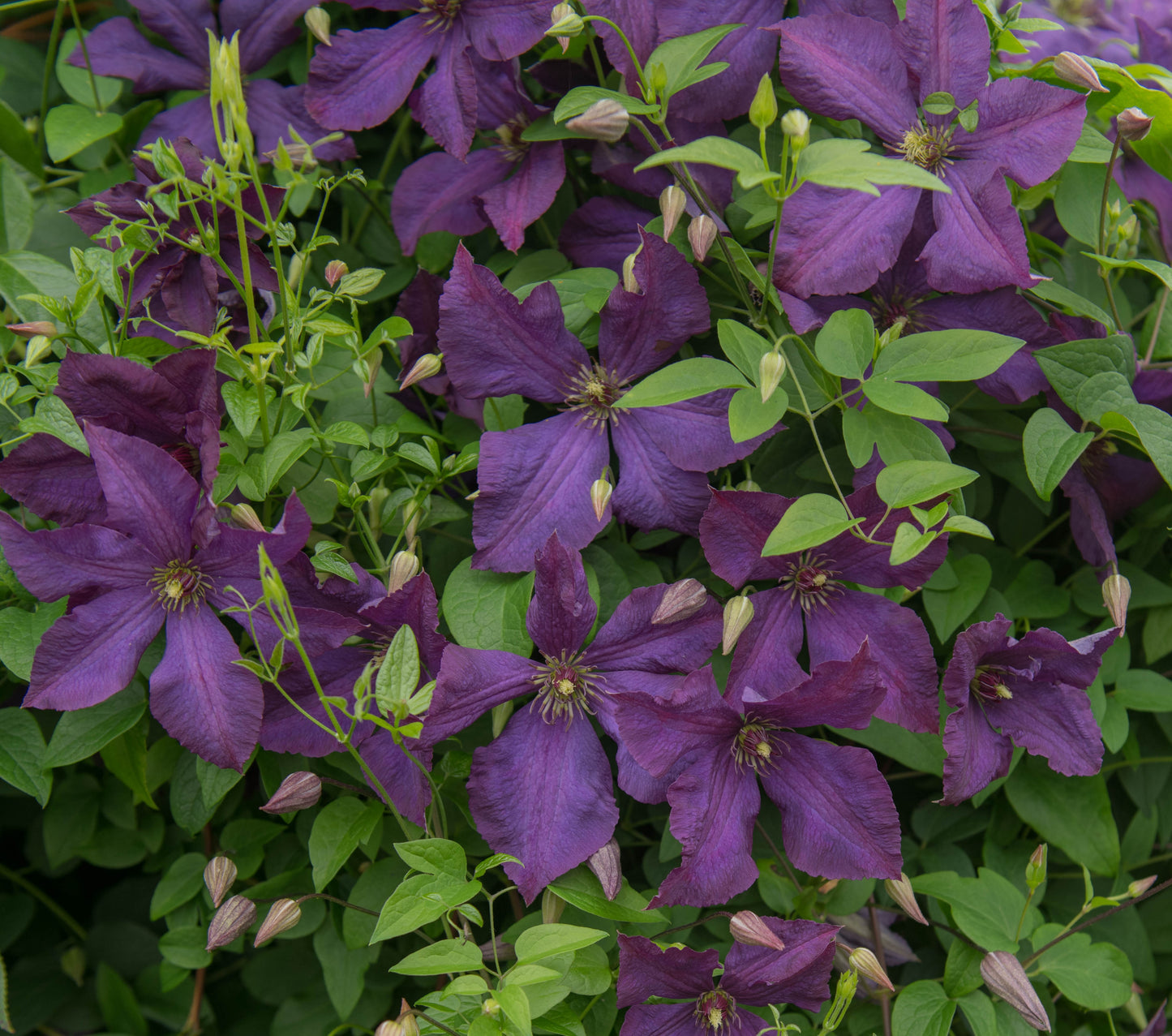 Clematis Polish Spirit