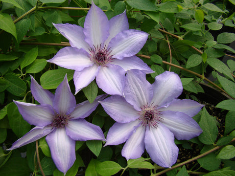 Clematis Pribaltika, Large Flowered Clematis - Brushwood Nursery, Clematis Specialists