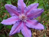 Clematis Prince Philip, Large Flowered Clematis - Brushwood Nursery, Clematis Specialists