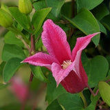 Clematis Princess Diana, Small Flowered Clematis - Brushwood Nursery, Clematis Specialists