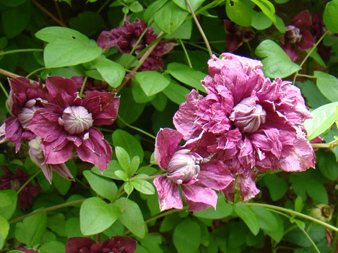 Clematis Purpurea Plena Elegans, Small Flowered Clematis - Brushwood Nursery, Clematis Specialists