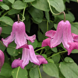 Clematis Queen Mother, Small Flowered Clematis - Brushwood Nursery, Clematis Specialists
