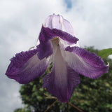 Clematis texensis Radiance, Native Vines - Brushwood Nursery, Clematis Specialists