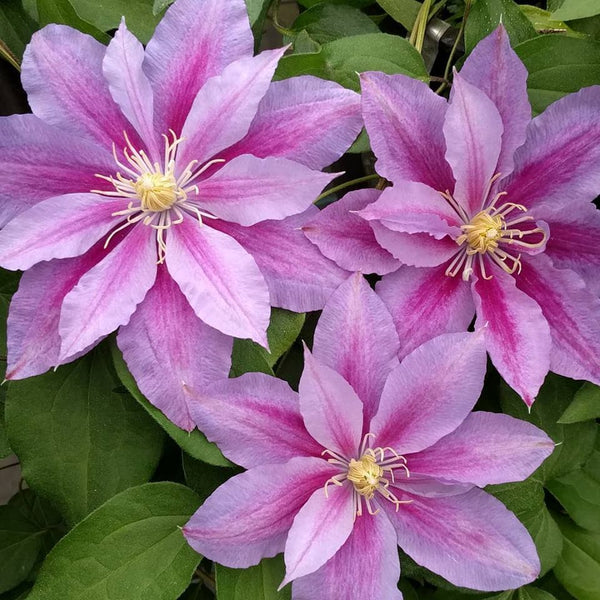 Clematis Ragamuffin – Brushwood Nursery, Clematis Specialists