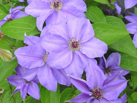 Clematis Ramona, Large Flowered Clematis - Brushwood Nursery, Clematis Specialists